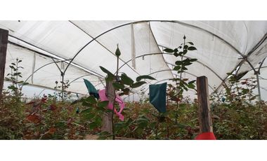 FLORICOLA EN VENTA 9000M2