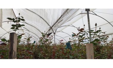 FLORICOLA EN VENTA 9000M2