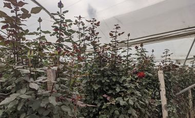 FLORICOLA EN VENTA 9000M2