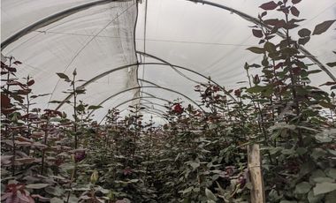 FLORICOLA EN VENTA 9000M2