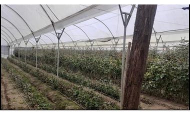 FLORICOLA EN VENTA 9000M2