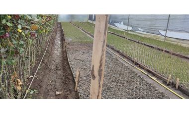 FLORICOLA EN VENTA 9000M2