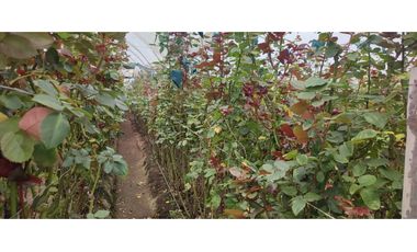 FLORICOLA EN VENTA 9000M2