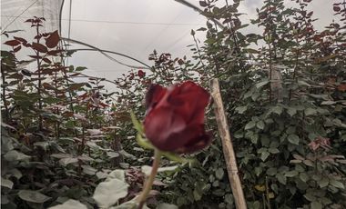 FLORICOLA EN VENTA 9000M2