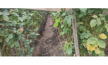 FLORICOLA EN VENTA 9000M2