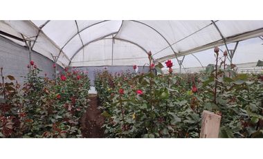 FLORICOLA EN VENTA 9000M2