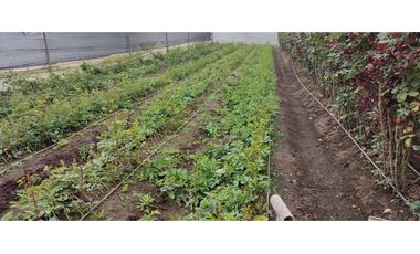 FLORICOLA EN VENTA 9000M2