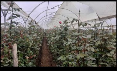 FLORICOLA EN VENTA 9000M2
