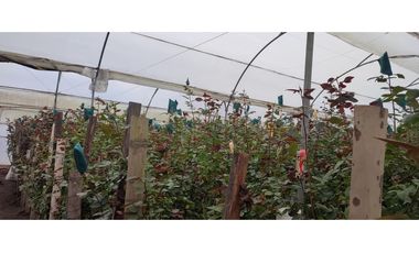 FLORICOLA EN VENTA 9000M2