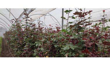 FLORICOLA EN VENTA 9000M2
