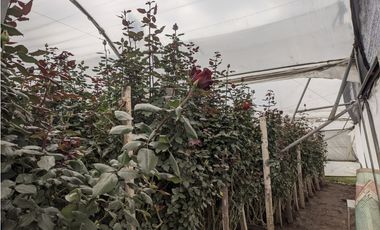 FLORICOLA EN VENTA 9000M2