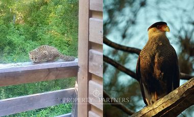 Espectacular refugio en Reserva biológica Huilo Huilo