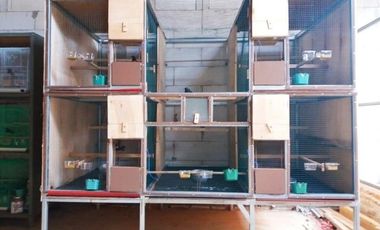 Rumah DiJual Plus Peternakan Burung Dan Empang Di Pandeglang Banten