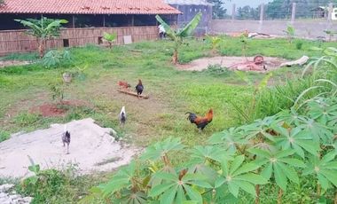Rumah DiJual Plus Peternakan Burung Dan Empang Di Pandeglang Banten
