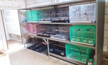 Rumah DiJual Plus Peternakan Burung Dan Empang Di Pandeglang Banten