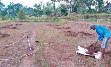 Rumah DiJual Plus Peternakan Burung Dan Empang Di Pandeglang Banten