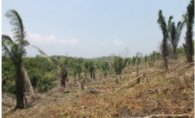 TERRENO DE 260.700 M2 EN SAN VICENTE CHILIBRE