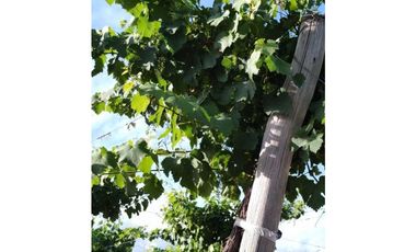 VENTA DE FINCA 61 HAS UBICADA SOBRE RUTA NACIONAL N°7, SANTA ROSA-MZA.