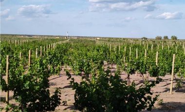 VENTA DE FINCA 61 HAS UBICADA SOBRE RUTA NACIONAL N°7, SANTA ROSA-MZA.