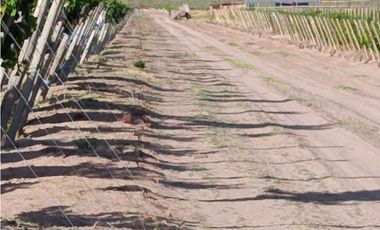 VENTA DE FINCA 61 HAS UBICADA SOBRE RUTA NACIONAL N°7, SANTA ROSA-MZA.