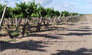 VENTA DE FINCA 61 HAS UBICADA SOBRE RUTA NACIONAL N°7, SANTA ROSA-MZA.