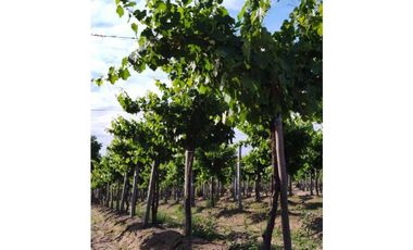 VENTA DE FINCA 61 HAS UBICADA SOBRE RUTA NACIONAL N°7, SANTA ROSA-MZA.