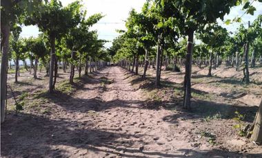 VENTA DE FINCA 61 HAS UBICADA SOBRE RUTA NACIONAL N°7, SANTA ROSA-MZA.