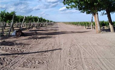 VENTA DE FINCA 61 HAS UBICADA SOBRE RUTA NACIONAL N°7, SANTA ROSA-MZA.