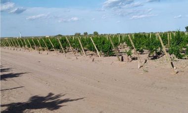 VENTA DE FINCA 61 HAS UBICADA SOBRE RUTA NACIONAL N°7, SANTA ROSA-MZA.
