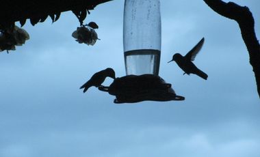 Arriendo casa campo cuesta la dormida Olmue