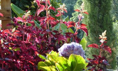 Arriendo casa campo cuesta la dormida Olmue