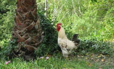 Arriendo casa campo cuesta la dormida Olmue