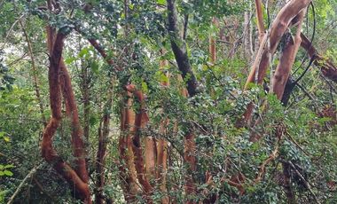Sitio en Venta en Campo Río Traidor