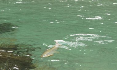 Sitio en Venta en Campo Río Traidor