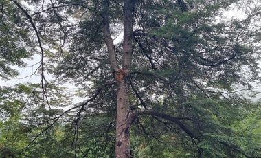 Sitio en Venta en Campo Río Traidor