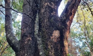 Sitio en Venta en Campo Río Traidor