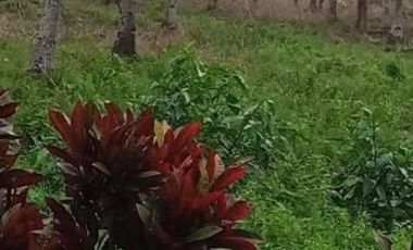 20,491 SQM FARM LOT FOR SALE IN CAMOTES ISLAND, CEBU