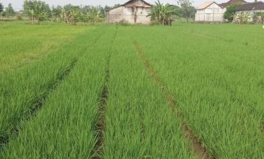DIJUAL TANAH SAWAH DAN GUDANG PENGGILINGAN PADI BENJENG GRESIK
