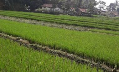 tanah sawah produktif bagus untuk investasi | YENNITRIMURTI