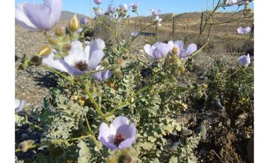 Se vende sitio en Morrillos 2da fila desde 6500 UF
