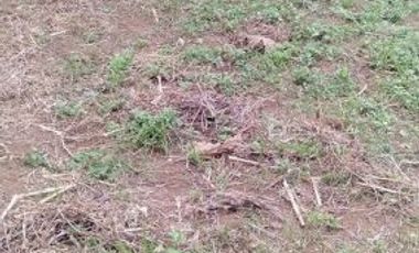 Tanah Kavling Datar Padat Siap Bangun Sayap Jln Somawinata Tanimulya Ngamprah KBB