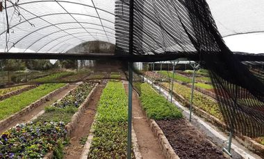 Terreno en venta en Ajijic Centro