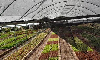 Terreno en venta en Ajijic Centro