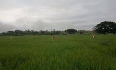 Terreno Agrícola en Balzar 916.4 hectáreas dotada de sistema de riego