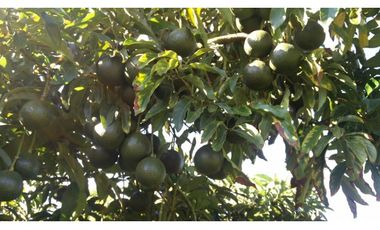 Venta Finca en el Carmen de Viboral sector Aguas Claras