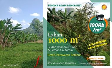 Muraaaaah 1000 Meter 180 Juta - siapa Cepat dia Dapat