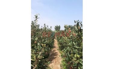 En Venta Terreno Agricola Con Construccion En Valle De Mala