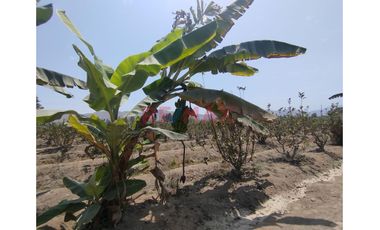 En Venta Terreno Agricola Con Construccion En Valle De Mala