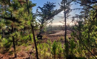 Parcela en Venta en Cardonal de Panilonco, Pichilemu