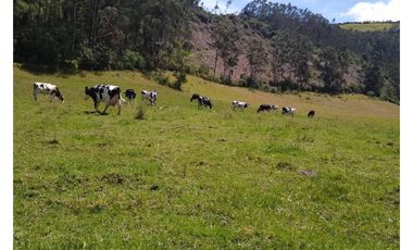 HACIENDA EN VENTA EN OTAVALO